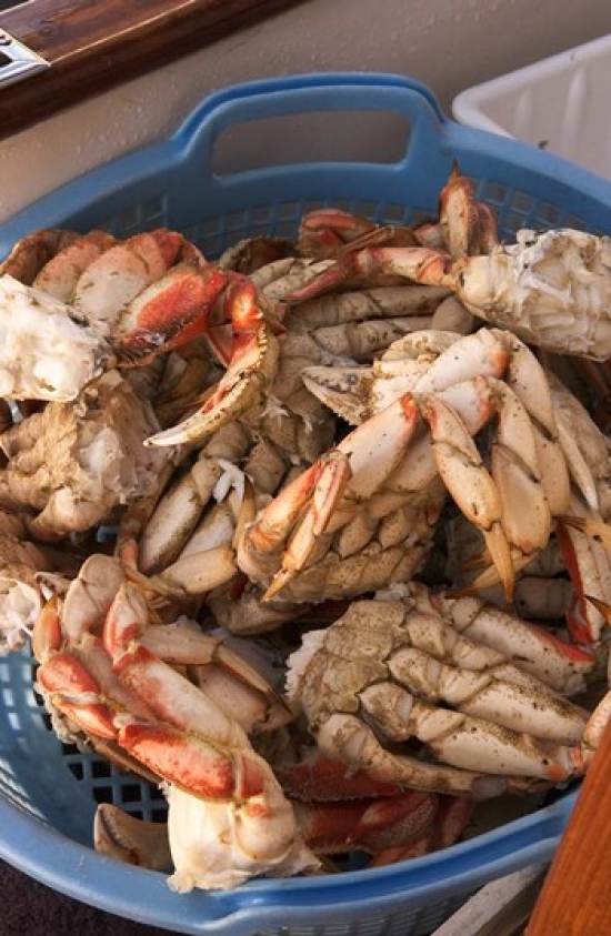 Dungeness Cooked Crab Queen Charlotte Islands Canada Poster Print by Savanah Stewart - 17 x 26 in.