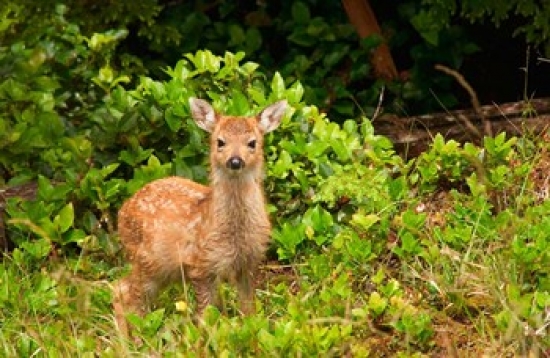 PDDCN02SAV0005 Fawn Sitka Black Tailed Deer Queen Charlotte Islands Canada Poster Print by Savanah Stewart - 26 x 17 in.