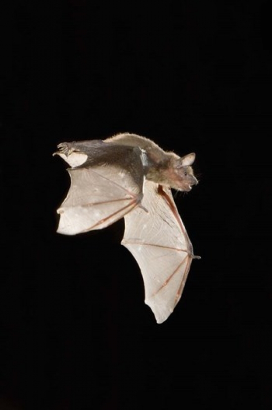 Evening Bat Leaving Day Roost in Tree Hole Texas Poster Print by Rolf Nussbaumer - 23 x 35 in.