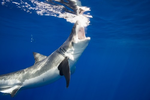 DPI12304345LARGE Great White Shark Carcharodon Carcharias - Guadalupe Island Mexico Poster Print by Dave Fleetham, 38 x 24 - Large
