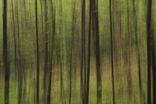 DPI12304367LARGE Abstract of A Forest with Green Tree Trunks - Ontario Canada Poster Print by Julie DeRoche, 40 x 26 - Large