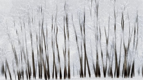 DPI12290190 Abstract Trees with Motion Blur - Alberta Canada Poster Print by Ron Harris, 20 x 11
