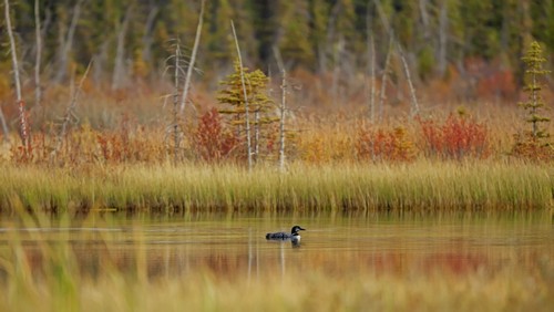 DPI12290222LARGE Loon Gavia Immer Swimming On Talbot Lake Jasper National Park - Alberta Canada Poster Print by Ron Harris, 36 x 20 - Large
