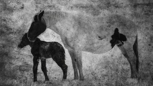 Horses Mare & Foal - Alberta Canada Poster Print by Ron Harris - 20 x 11
