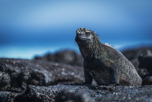 Marine Iguana Poster Print by Nick Dale, 36 x 24 - Large