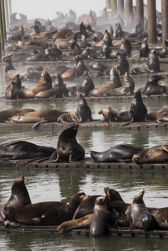 California Sea Lions Haul Out On The Docks - Astoria Oregon United States of America Poster Print by Robert L.Potts, 24 x 38 - Large