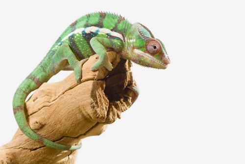Colourful Panther Chameleon Furcifer Pardalis On A White Background - St. Albert Alberta Canada Poster Print by Corey Hochachka - 19 x 12