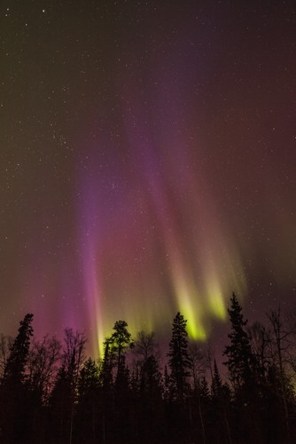 DPI12299939LARGE Aurora Borealis Over Trees - Thunder Bay Ontario Canada Poster Print by Susan Dykstra, 24 x 36 - Large