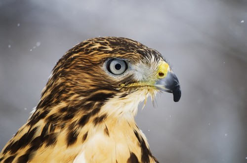 Red-Tailed Hawk Buteo Jamaicensis Ecomuseum - Ste-Anne-De-Bellevue Quebec Canada Poster Print by Steeve Marcoux - 38 x 24 - Large