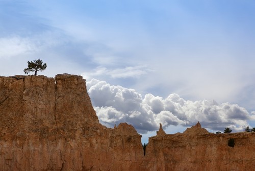 DPI12304797 A Tree Grows Alone Along The Ridges of Bryce Canyon National Park - Utah United States of America Poster Print by Debra Brash, 18 x 12