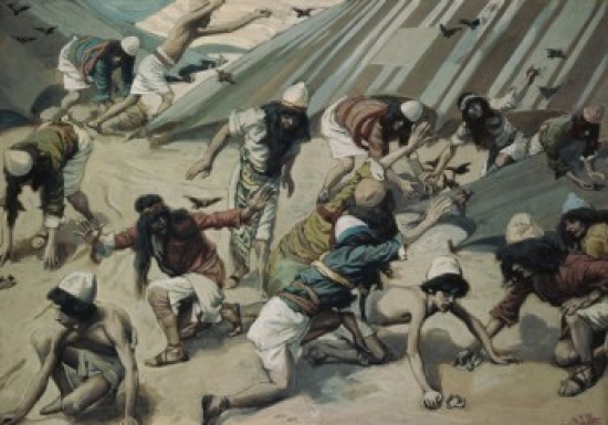 SAL999478 Quails Are Sent to the Israelites James J. Tissot 1836-1902 French Jewish Museum New York Poster Print - 18 x 24 in.