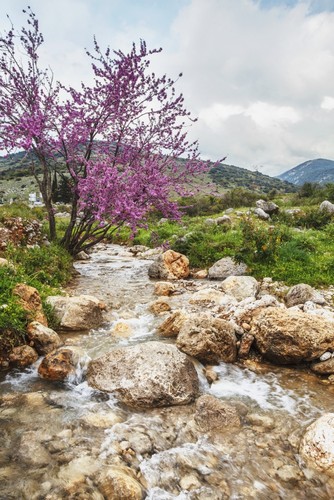 DPI12291044LARGE Stream Coming Off Mount Herman with Lush Grass & Blossoming Shrubs - Israel Poster Print by Reynold Mainse, 24 x 38 - Large