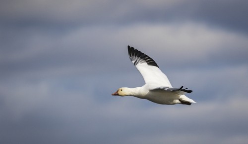 Bird Flying with A Blue A White Sky in The Background - Boucherville Quebec Canada Poster Print by Dominic Marcoux, 36 x 20 - Large