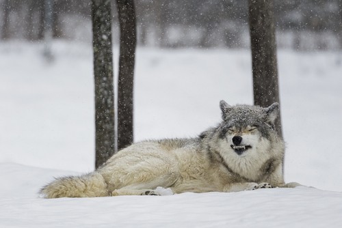 Grey Wolf Canis Lupus Showing Submission Behaviour - Montebello Quebec Canada Poster Print by Dominic Marcoux, 19 x 12