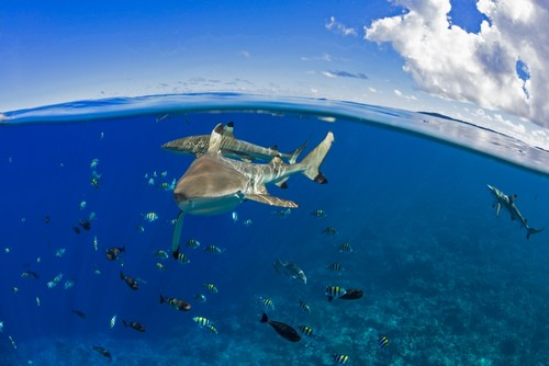 Blacktip Reef Sharks Poster Print by Dave Fleetham - 38 x 24 - Large