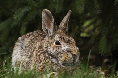 DPI12304732 Cottontail Rabbit Sylvilagus Floridanus - Les Cedres Quebec Canada Poster Print by Steeve Marcoux, 19 x 12