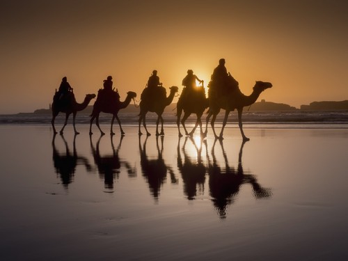 DPI12304819 Sunset Camel Trek On The Beach - Essaouira Morocco Poster Print by Charles Bowman, 19 x 14