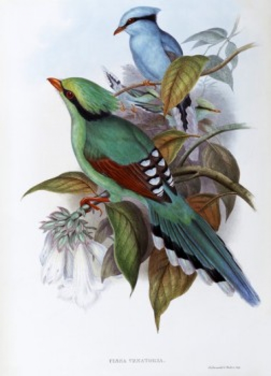 Hunting Cissa John Gould 1804-1881 British Poster Print