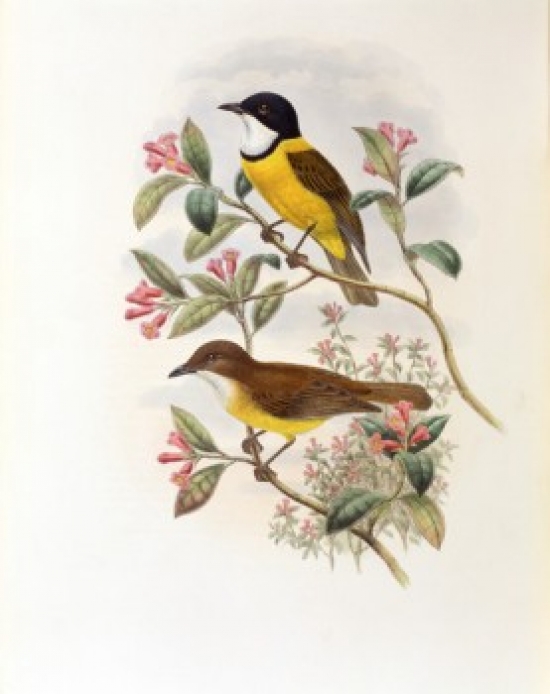 Ramsays Thickhead John Gould 1804-1881 British Poster Print - 18 x 24 in.
