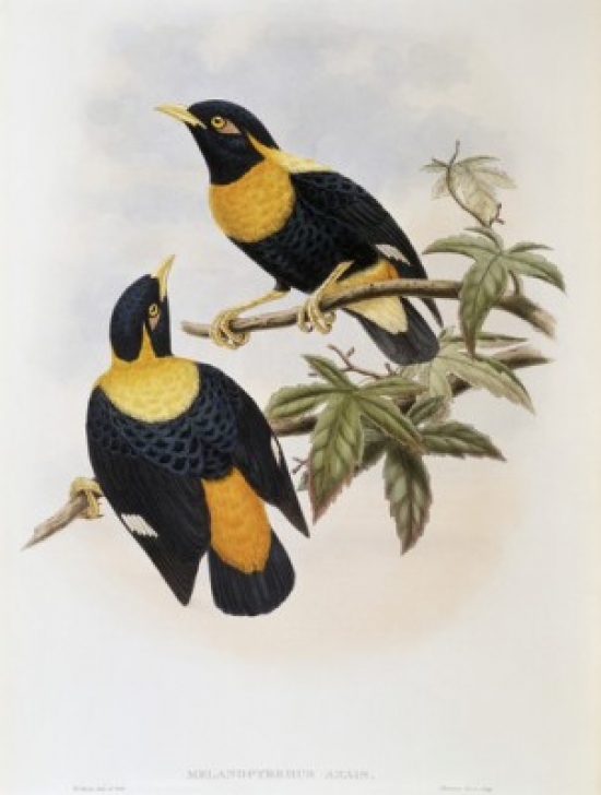 Orange-Crested Starling John Gould 1804-1881 British Poster Print