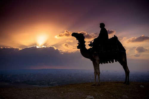 A Lone Camel & Rider Stand in Front of The Setting Sun with The Giza Cityscape Behind Them - Giza Egypt Poster Print by Matt Brandon - 38 x 24 - Large