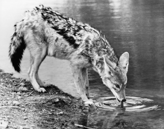 Black-Backed Jackal Drinking Water From a River Canis Mesomelas Poster Print - 18 x 24 in.