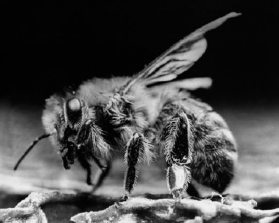 Close-Up of a Bee Poster Print - 18 x 24 in.