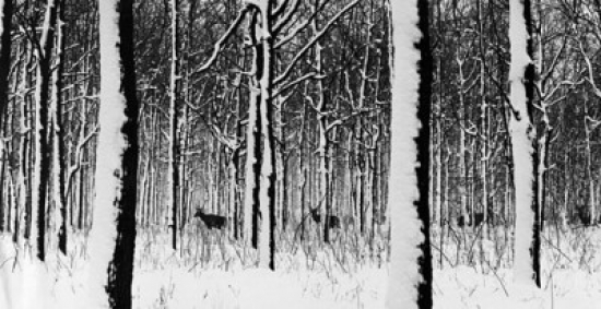Stags in a Forest Poster Print - 18 x 24 in.