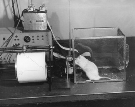 Side Profile of a Rat in an Experimental Box Poster Print - 18 x 24 in.