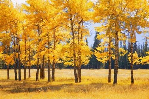 Trees in Autumn Poster Print by Don Hammond, 17 x 11