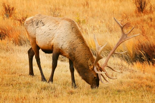 A Grazing Elk Poster Print by Don Hammond, 34 x 22 - Large