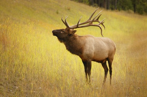 Elk Jasper Alberta Canada Poster Print by Don Hammond, 34 x 22 - Large