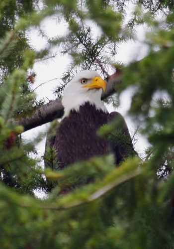 A Bald Eagle Poster Print by Raven Regan, 22 x 32 - Large