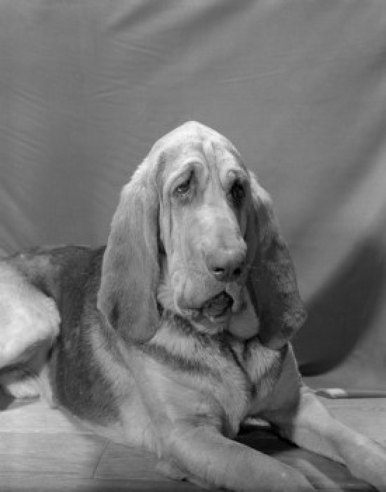 Bloodhound Poster Print - 18 x 24 in.