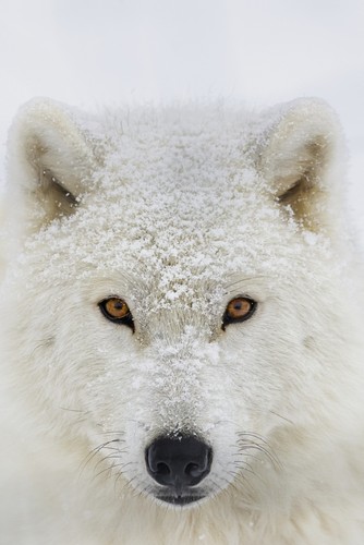 DPI12304038 Arctic Wolf Canis Lupus Arctos Portrait - Montebello Quebec Canada Poster Print by Dominic Marcoux, 12 x 18