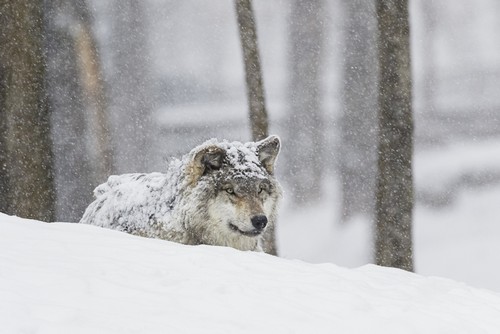 DPI12304040LARGE Grey Wolf Canis Lupus During A Snow Storm - Montebello Quebec Canada Poster Print by Dominic Marcoux, 36 x 24 - Large