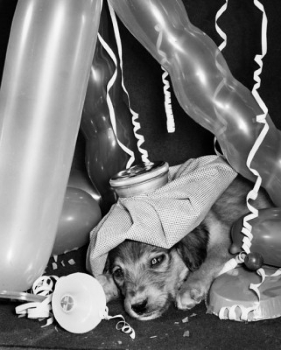 Puppy with Ice Pack Surrounded by Balloons Poster Print - 18 x 24 in.
