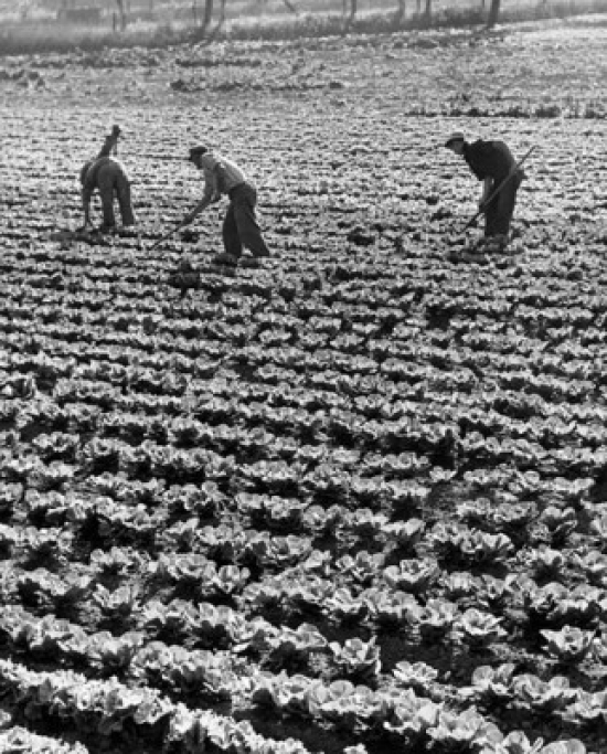 Three Farmers in a Cabbage Field Poster Print - 18 x 24 in.