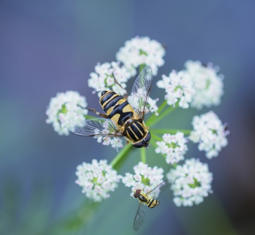 DPI12304366LARGE Two Hover Flies On A White Wildflower - Ontario Canada Poster Print by Julie DeRoche, 32 x 28 - Large