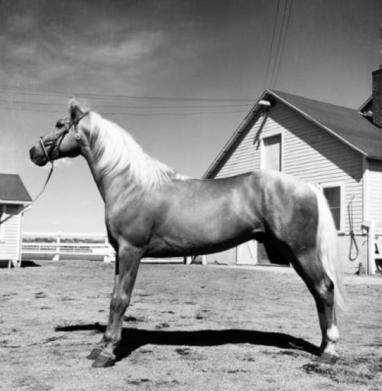 Side Profile of a Horse Standing in a Corral Poster Print