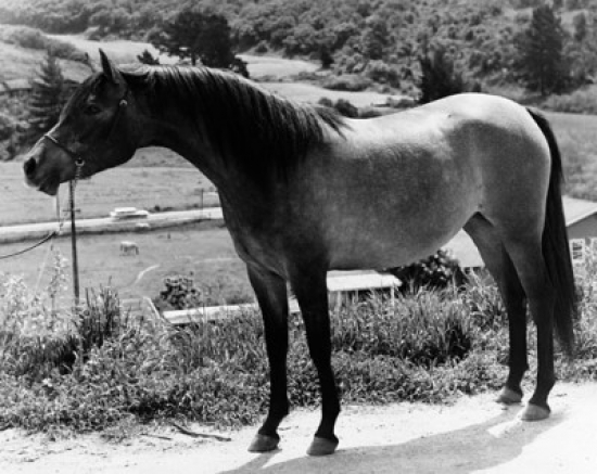 Side Profile of a Horse Standing on a Path Poster Print - 18 x 24 in.