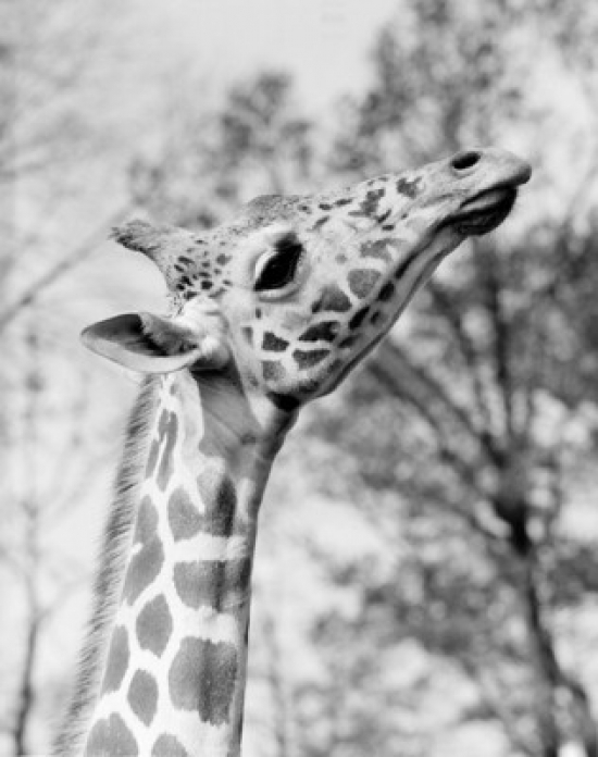 Head of Giraffe Giraffa Camelopardalis Poster Print - 18 x 24 in.