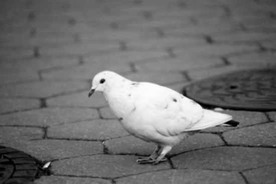 Pigeon on Sidewalk Poster Print - 18 x 24 in.