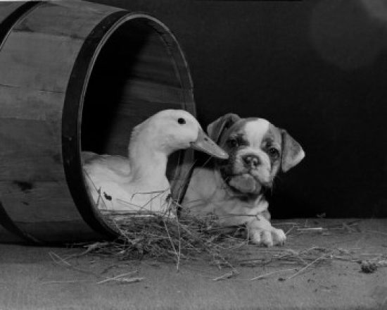 Duck & Dog Poster Print - 18 x 24 in.