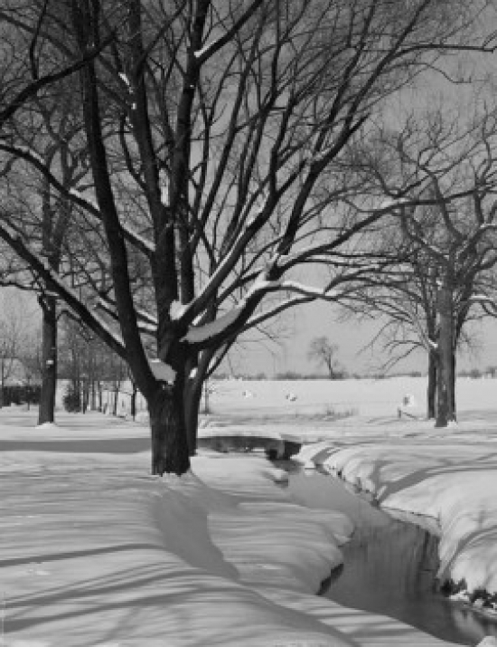 Winter Trees & Brook Poster Print - 18 x 24 in.