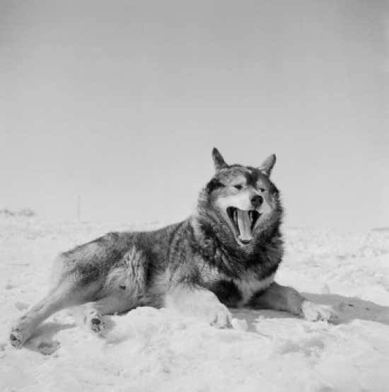 Huskie Lying on Snow Poster Print - 18 x 24 in.