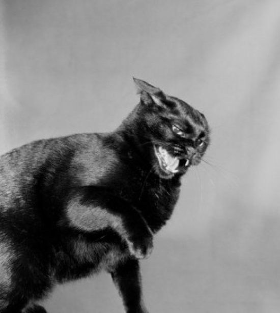 Black Cat Poster Print - 18 x 24 in.