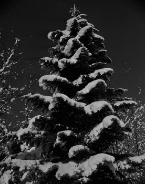 USA Washington State Tree Covered with Snow Poster Print - 18 x 24 in.