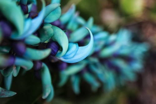 Blue Jade Plant with Purple Flowers - Hawaii United States of America Poster Print by Scott Mead, 19 x 12
