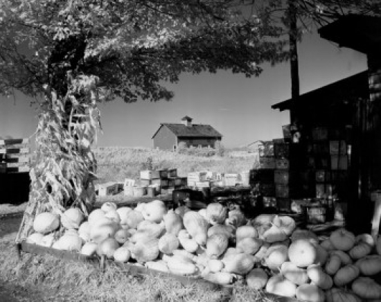 Harvest Scene Poster Print - 18 x 24 in.